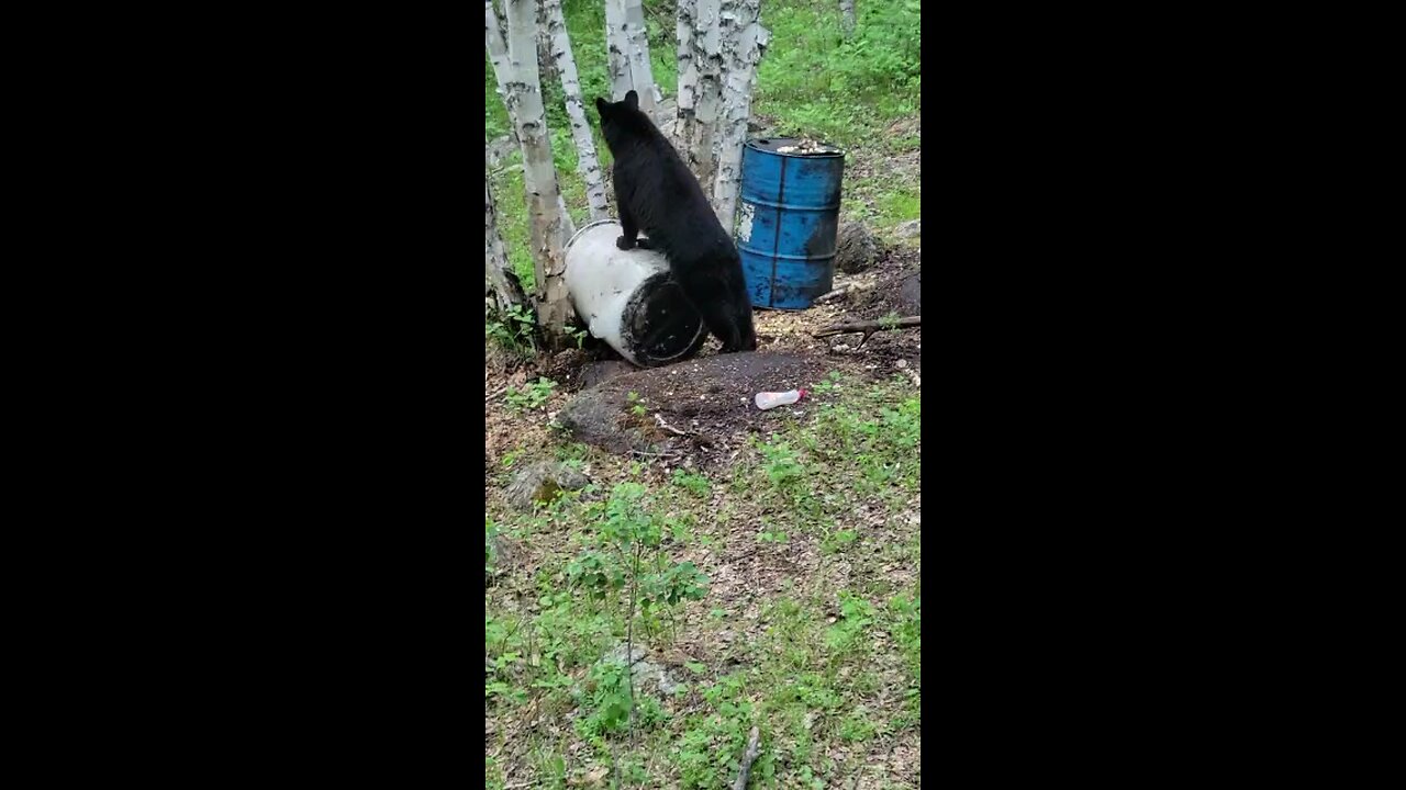 2023 spring black bear at my bait site