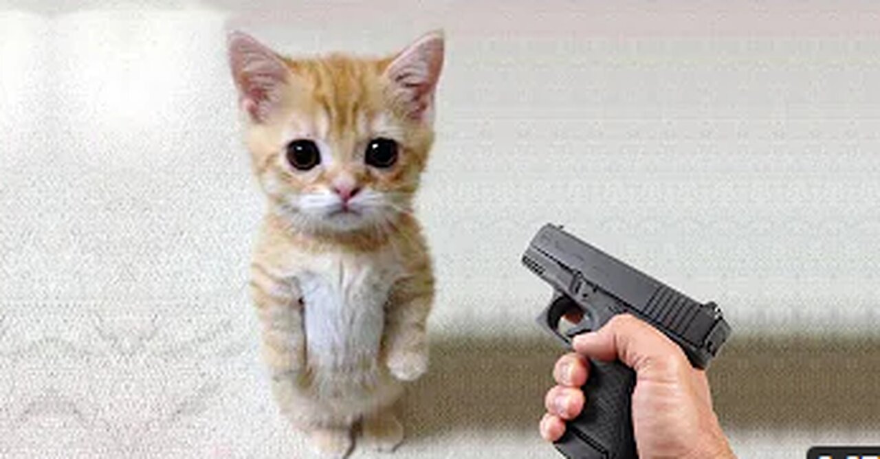 Funny cat 😽 vs Gun 🔫 - Funny Animals 😂 playing dead on finger shot Compilation