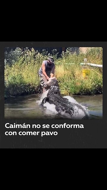 Un caimán ataca a un hombre que le daba de comer