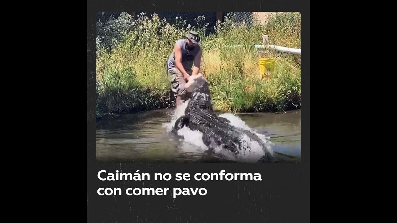 Un caimán ataca a un hombre que le daba de comer