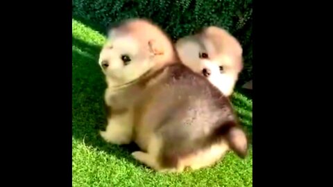 FUNNY ANIMAL DOGS 😁😅#short #viral