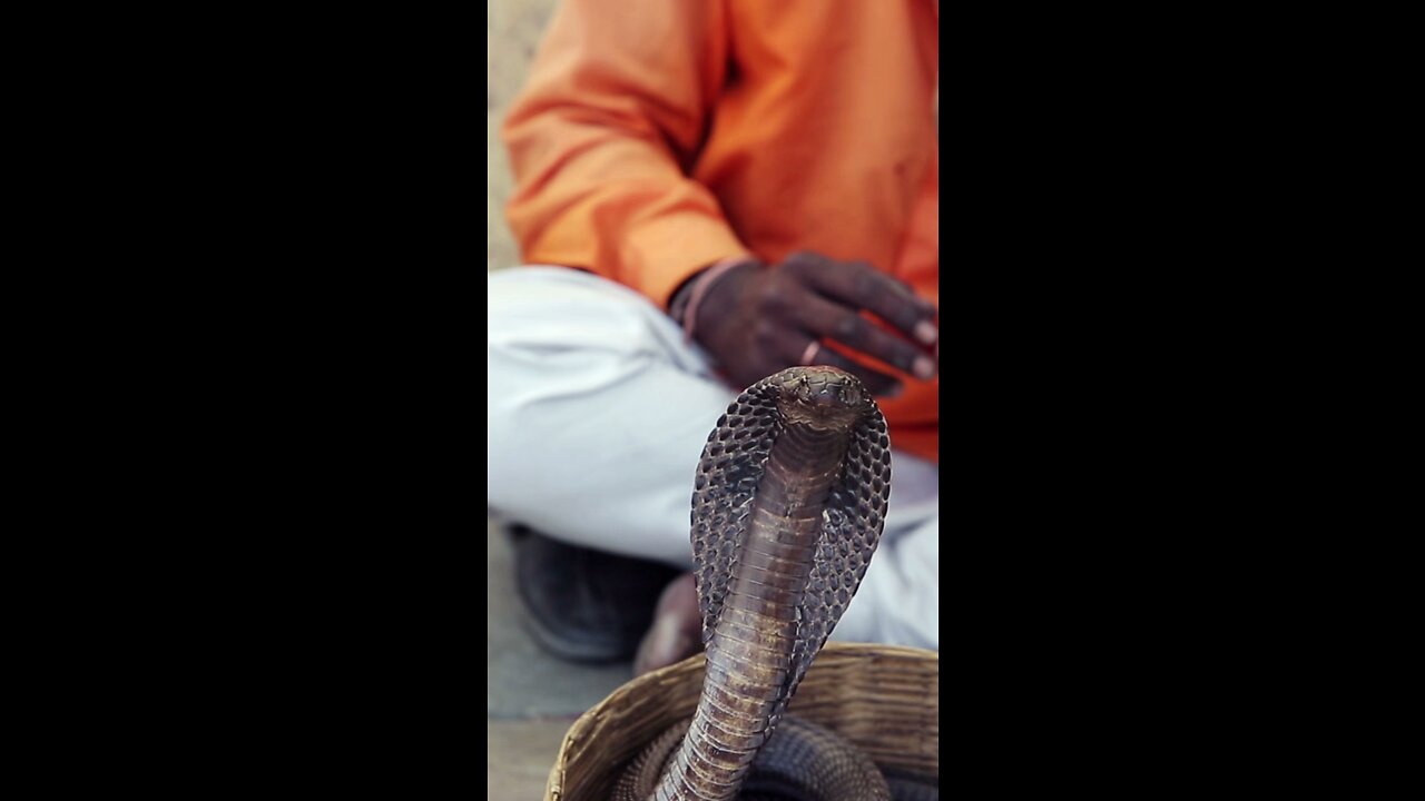 Cobra snake reacts to music