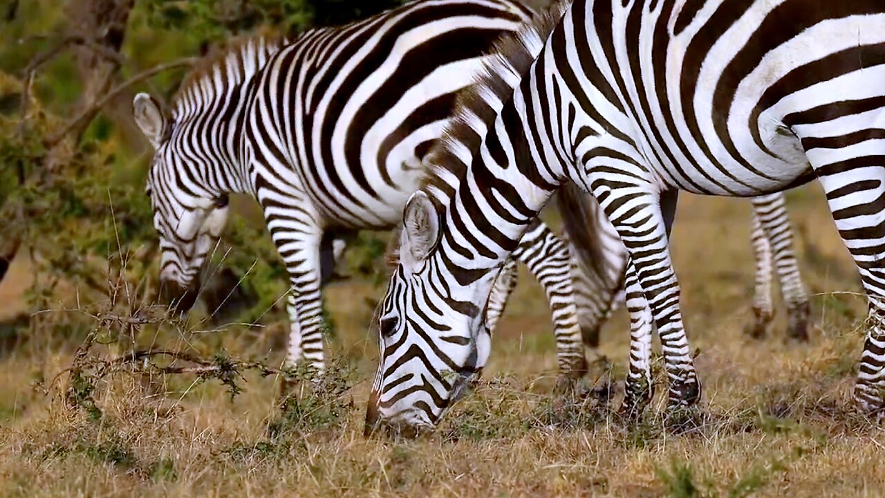 Herd of magnificent zebras grazes on the African plain