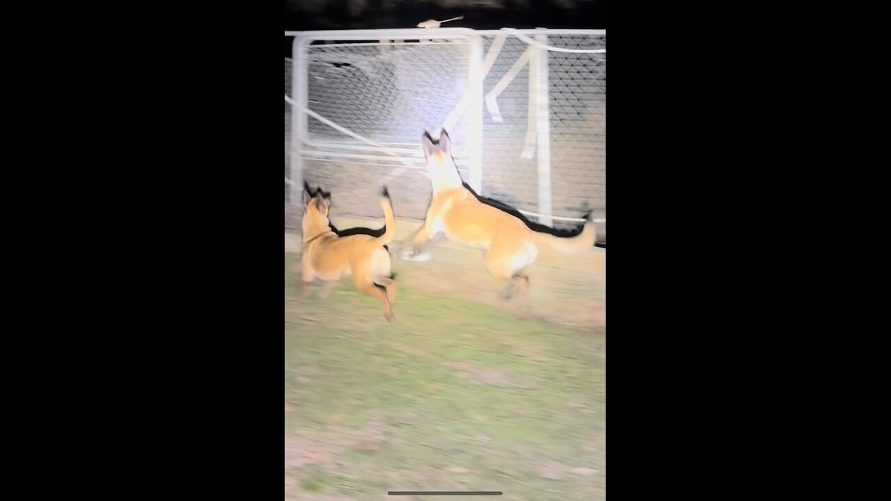 Belgian Malinois verses Rat : What a leap of faith!!🐀🐕🐕😳