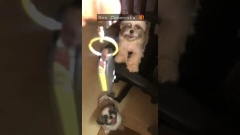 Cute shih tzu puppies barking video: Why are they in panic?