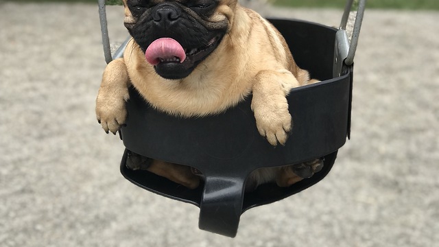 Dog Gets His Swing On