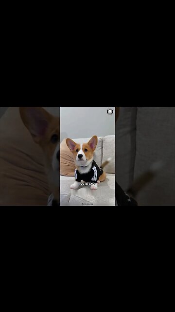 Corgi 🌟 Surprising Facts About Corgis!