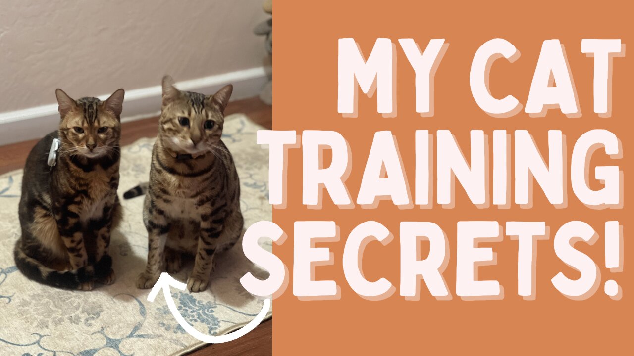 My cat training secrets