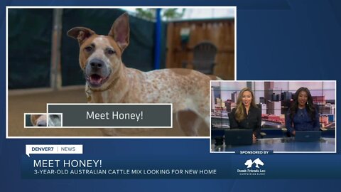 Dumb Friends League Meet Honey