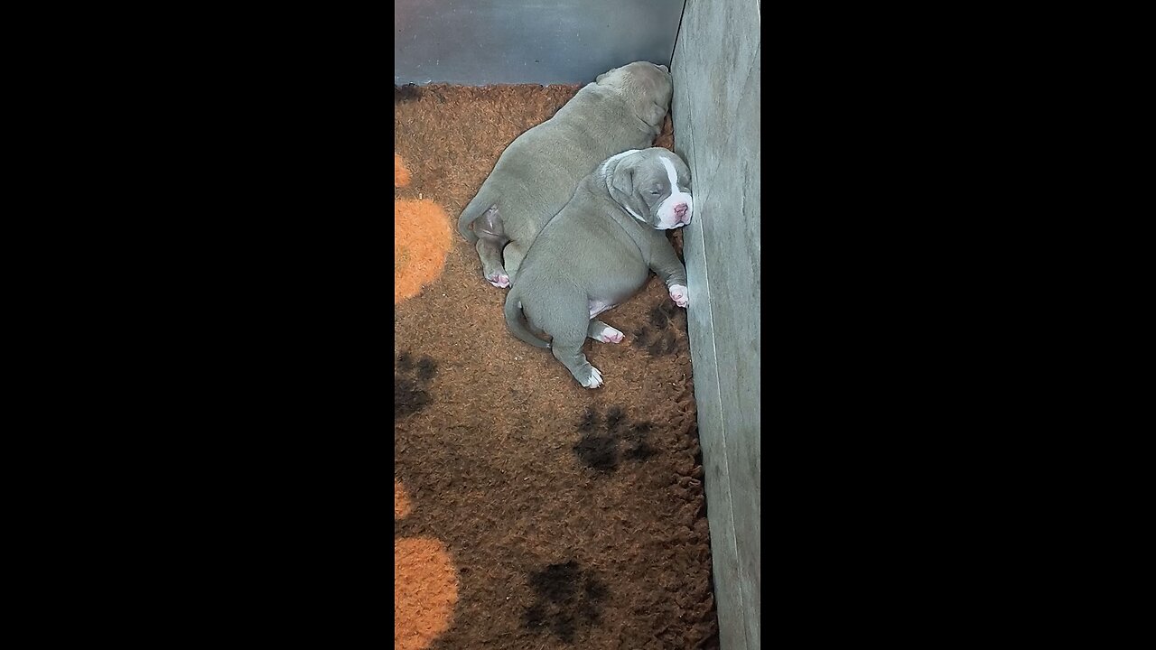Goodnight from Vietnam #cutepuppy #cutefrenchie #cutepet #cutedog