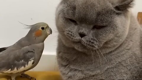 Dog and Parrot.