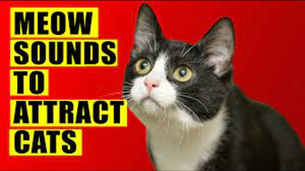 Sounds that attract cats - Meow to make cats come to you