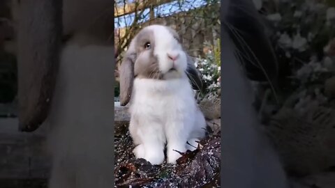 cute banny beautiful animal video rabbit eating