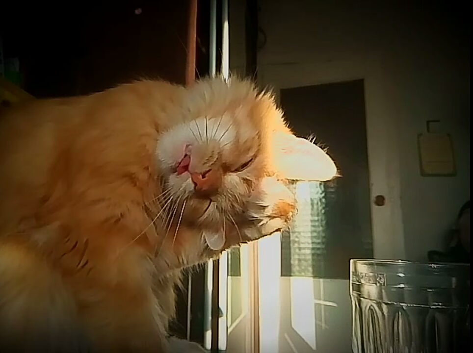 Adorable slow motion of cat cleaning itself