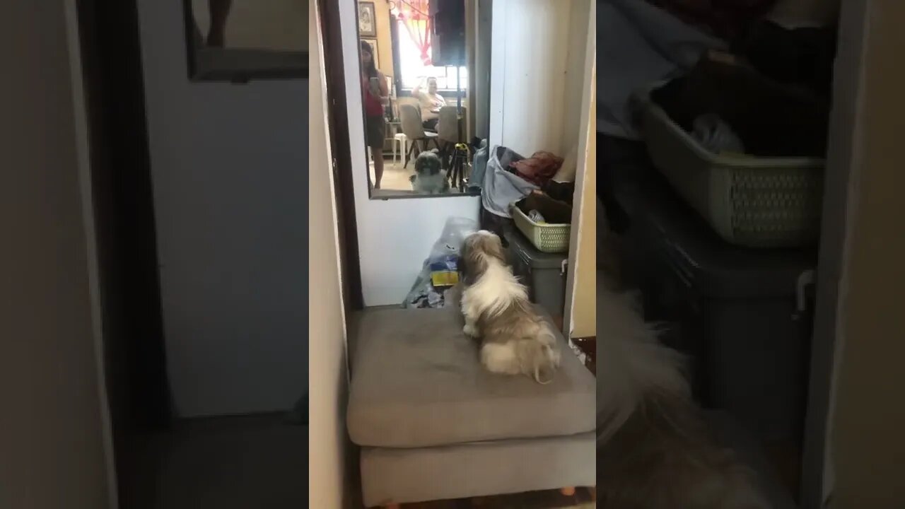 Shih tzu puppy in the mirror is fighting with herself LOL