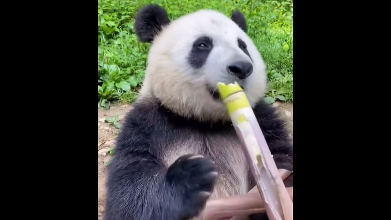 Panda eating his sugar cane, It looks appetizing