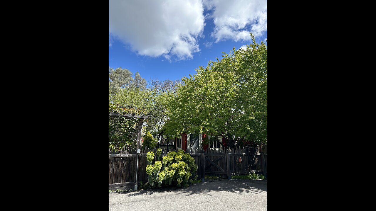 The re-telling of a neighbor's story from his youth as I show you my friend's garden!!π©΅πΏπ₯π©΅πΏ