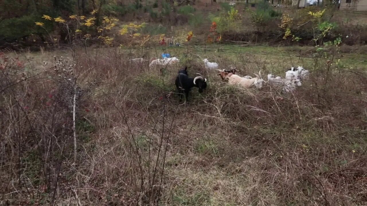 Goat Impact on Thorny Vines