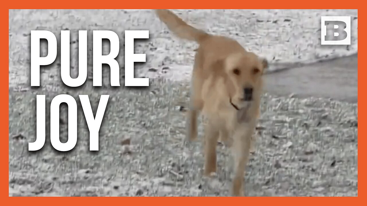 Utah Pup Frolics in Unexpected April Snowfall