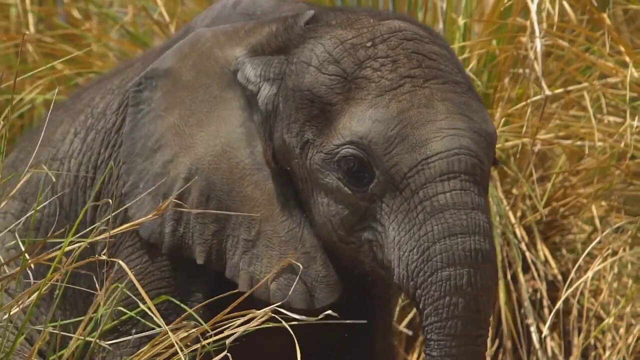 4K-Wild Life with Nature Music