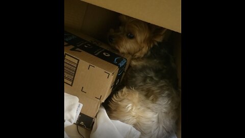 Sad Yorkie hides in a box because his owner went out for a quick errand