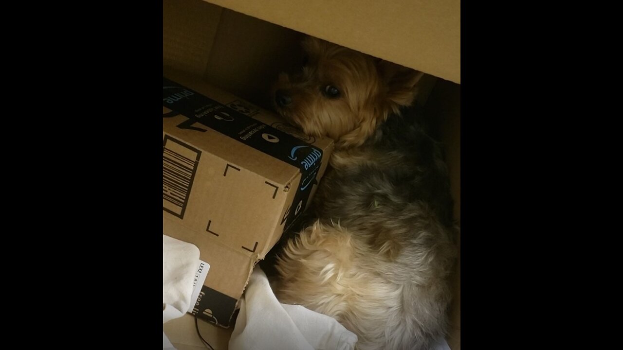 Sad Yorkie hides in a box because his owner went out for a quick errand