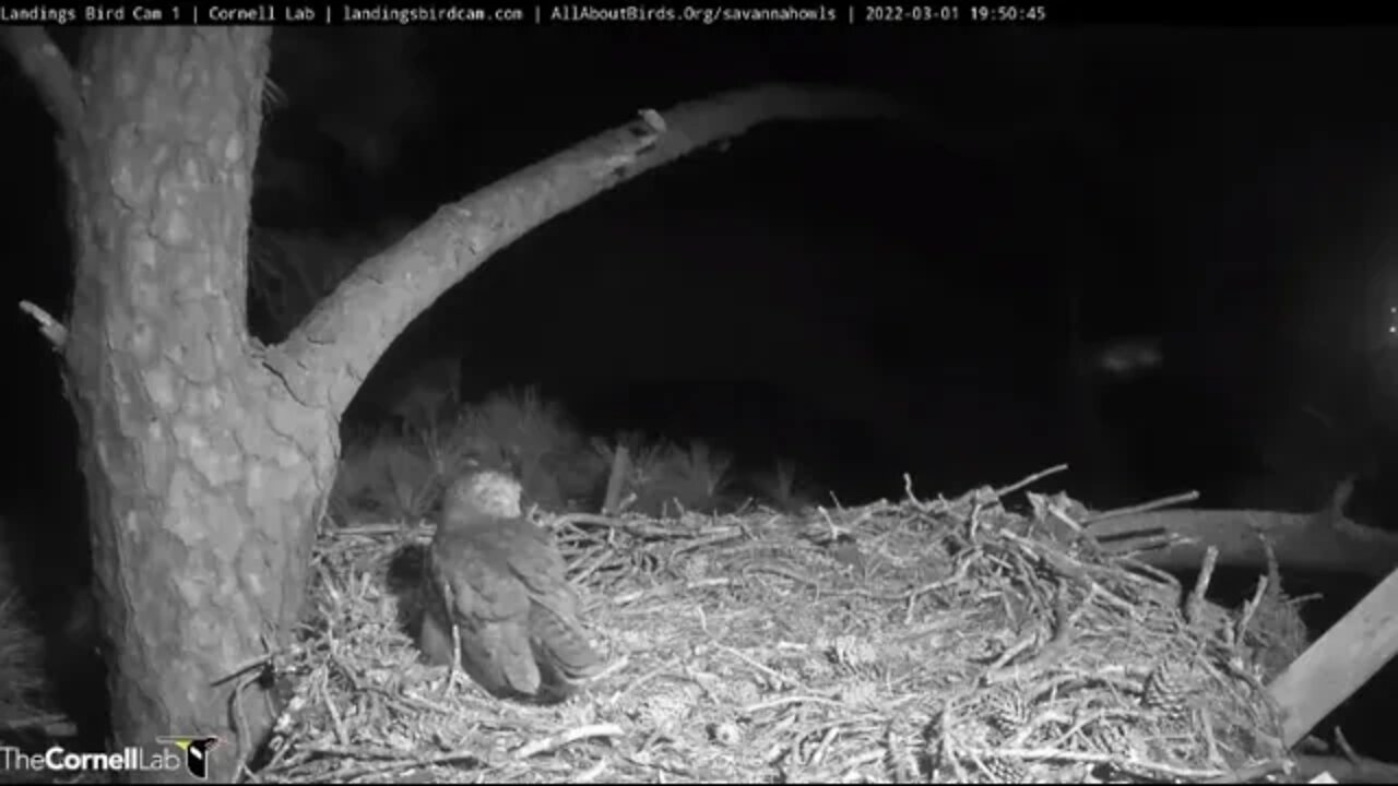 Mom Brings a Rat Dinner Back 🦉 3/1/22 19:50