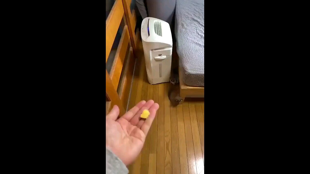 funny videos