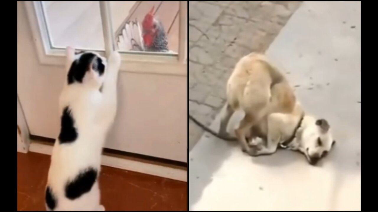Funny animals 2023π - Funniest Cats and Dogs Videoππ #shorts. Part-5
