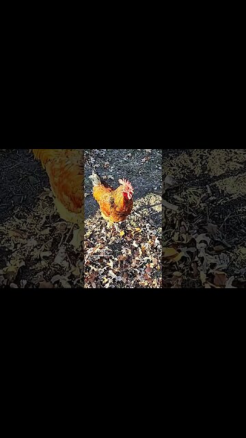 The Turkeys and Chickens Embrace Fall #shorts #turkeys #chickens