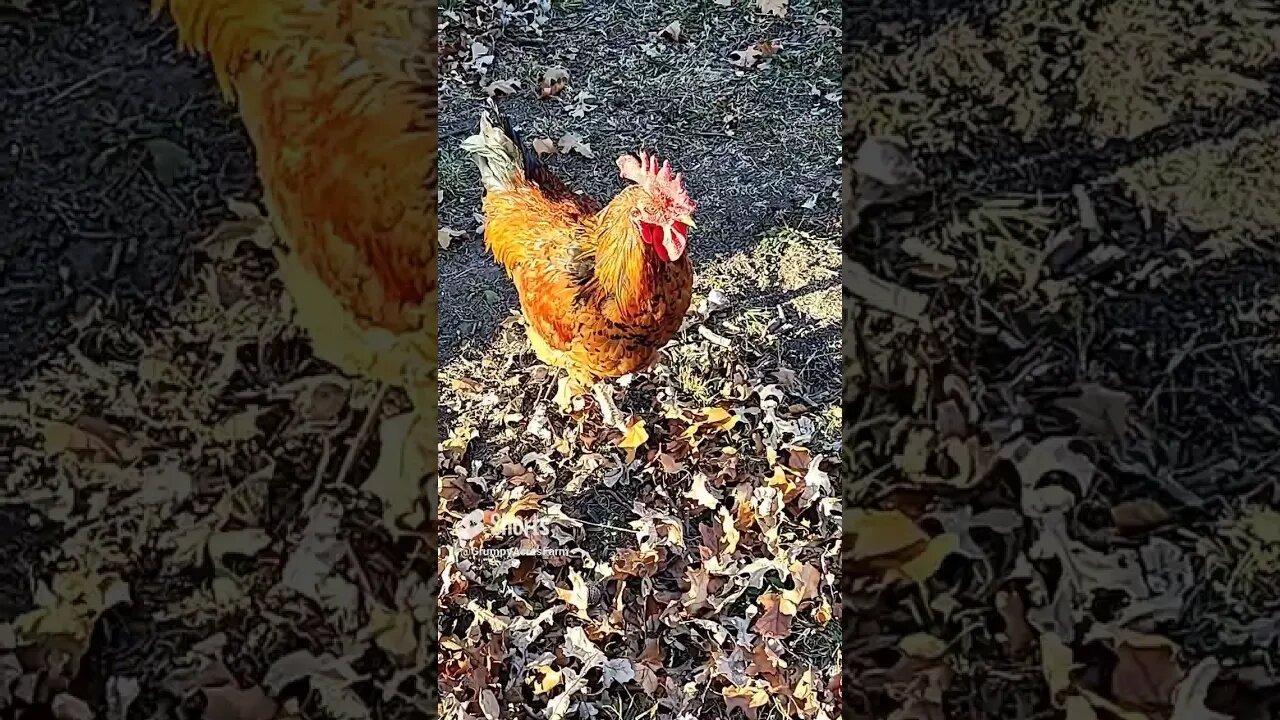 The Turkeys and Chickens Embrace Fall #shorts #turkeys #chickens