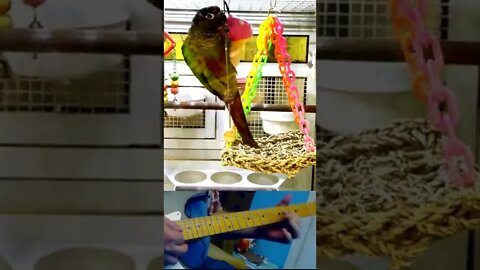 Playful Parrot Dances To Guitar By Gene Petty #shorts