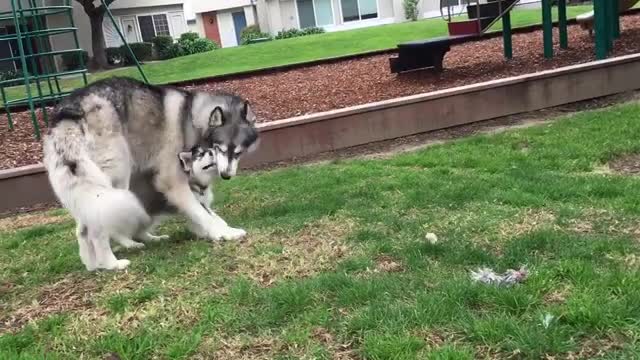 Husky adult and puppy's adorably cute playtime