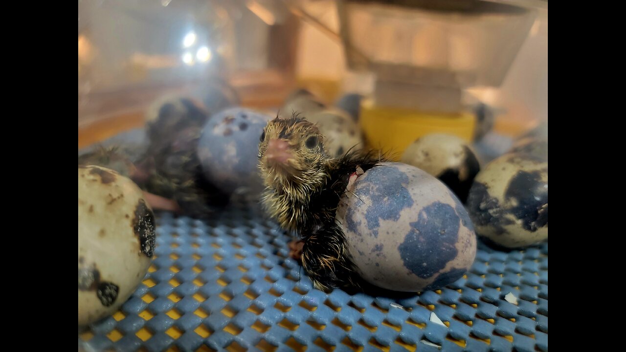 Hatching Coturnix Quail