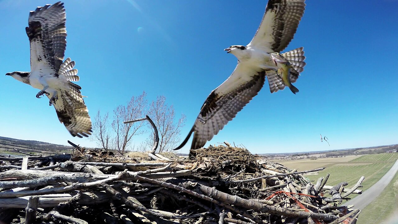 Camera in fish eagle nest documents amazing activities over weeks