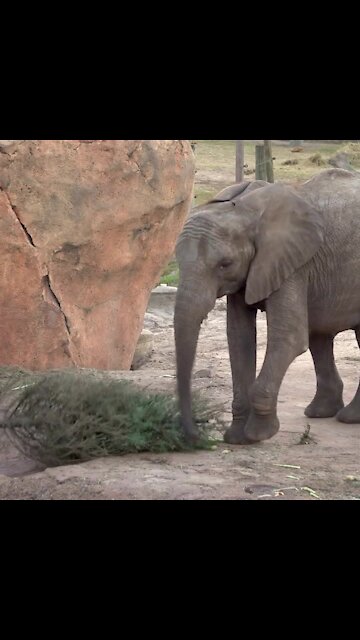 Elephants at ZooTampa get into the holiday spirit with Christmas trees