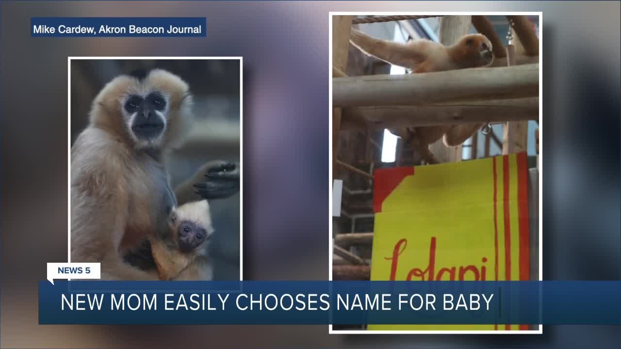 Baby gibbon at Akron Zoo has been officially named following public contest