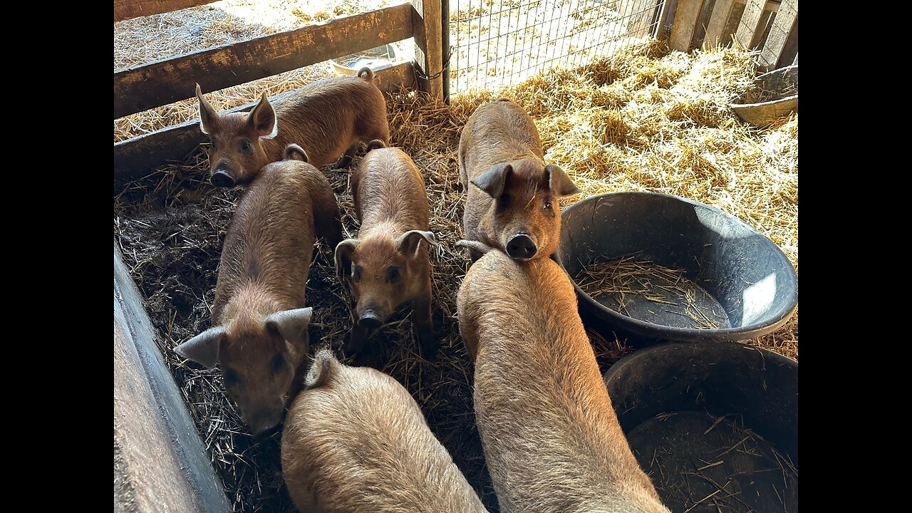 Castrating our boar, Moving our shipping containers for the barn