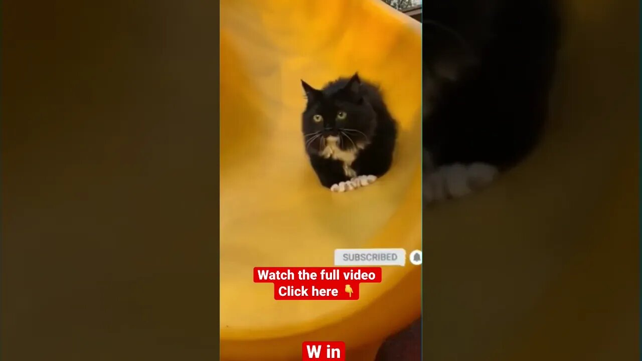 cute cat videos 😹funny videos 😂1251😻#shorts #catvideos #funnycatsvideos #cat