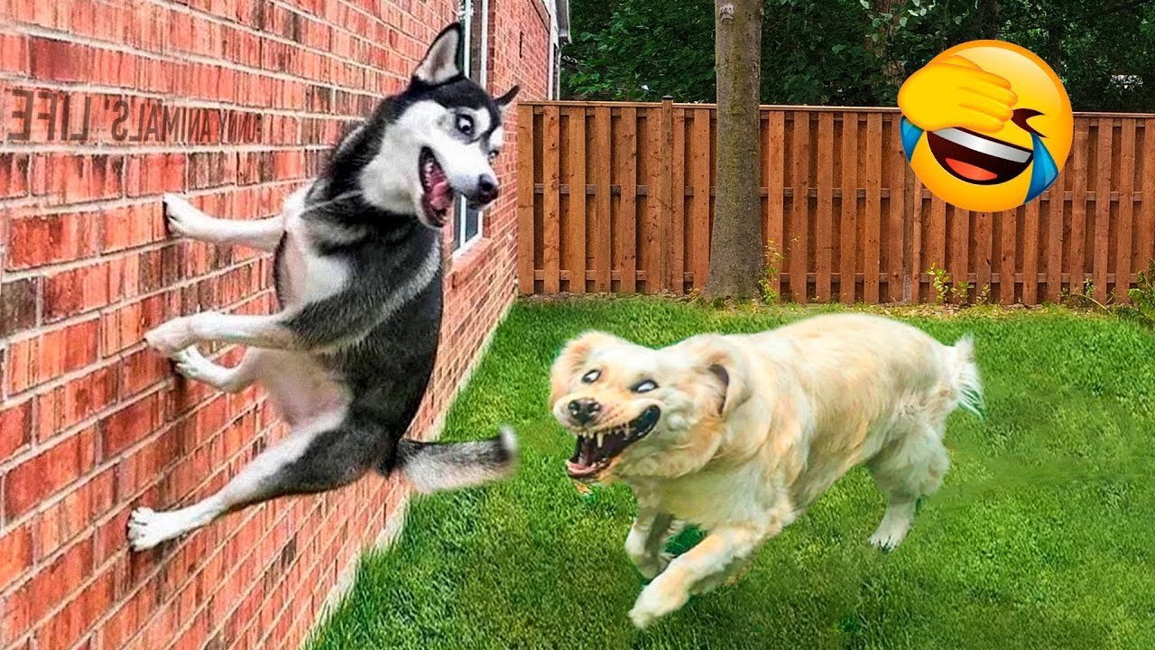 Funny Animal Videos π - Best Dogs And Cats Videos πΊπ Compilation