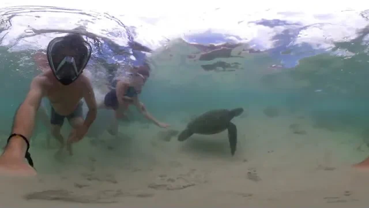 Hookipa Beach. turtles