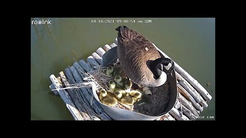 Baby geese hatching DIY nest box