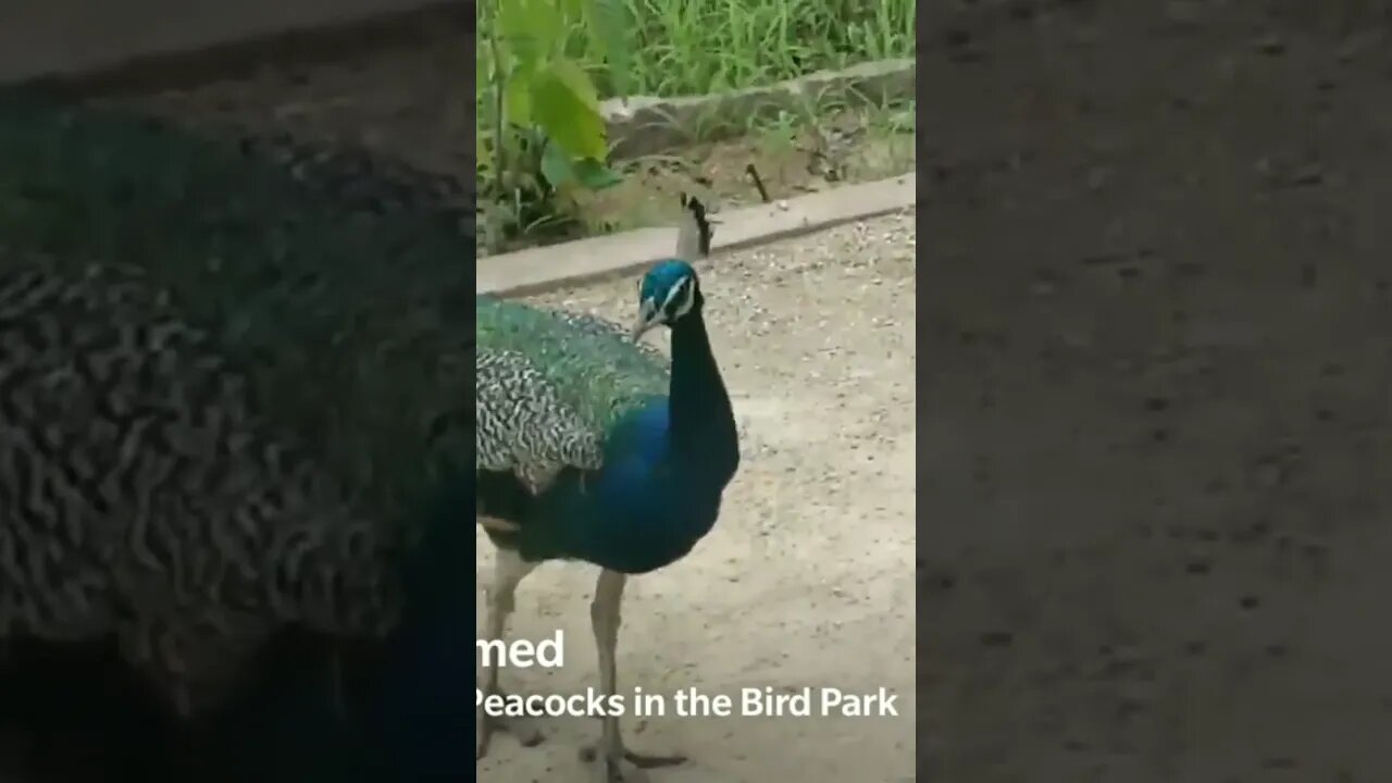 peacock at KBR national park