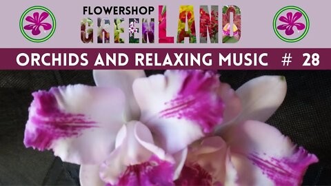 FIRST SLEEP MUSIC | 100 ORCHIDS TO THE SOUND OF RELAXING MUSIC | #XX