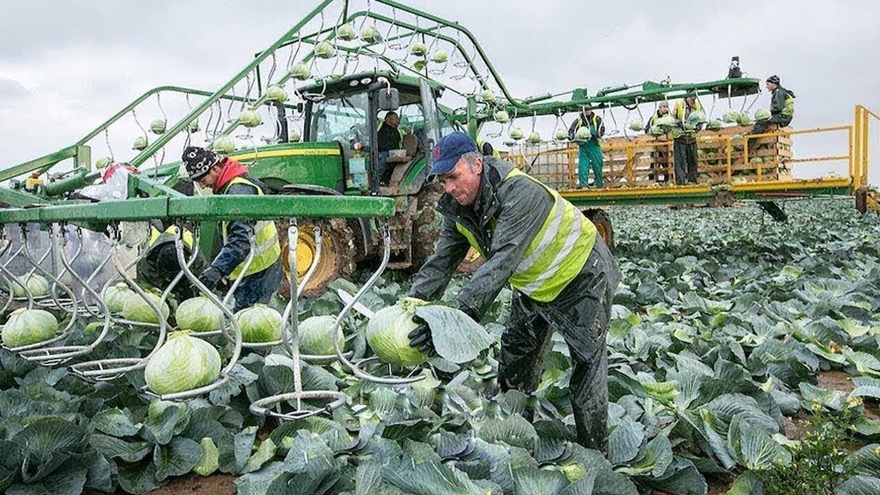 Modern Machine Harvesting Cabbages