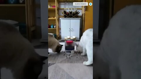 cute cat videos 😹 funny videos 😂 491 😻