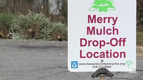 When and where you can recycle your Christmas tree or have it picked up