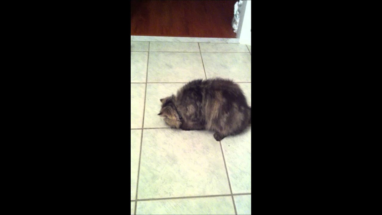 Kensington The Exotic Cat Pounces on an Ant - Cute Cat