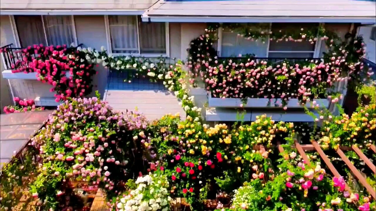 Beautiful Flowers