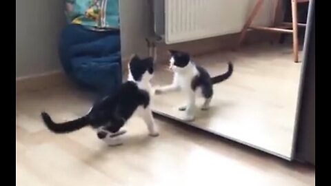 FUNNY CAT AND MIRROR VIDEO 😂😂😂